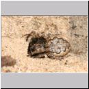 Episyron rufipes - Wegwespe w34 beim Nesteintrag mit einer Spinne.jpg